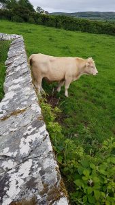 a bullock scratching against a wall